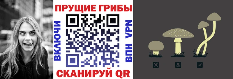 Галлюциногенные грибы Psilocybine cubensis купить Белый